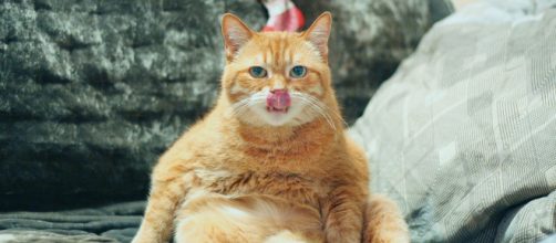 5 raisons qui expliquent pourquoi un chat est obèse