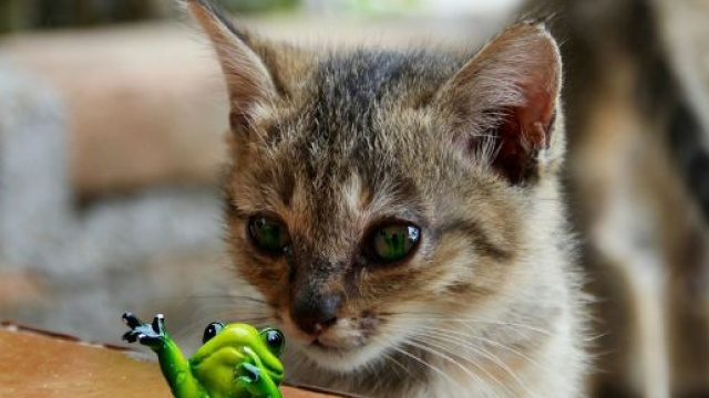 5 choses que seul les propriétaire de chat peuvent comprendre