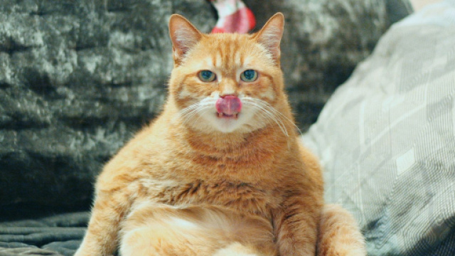 5 raisons qui expliquent pourquoi un chat est obèse