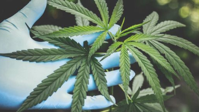 Consommer du cannabis augmente les risques du cancer des testicules. Credit/ Pexels
