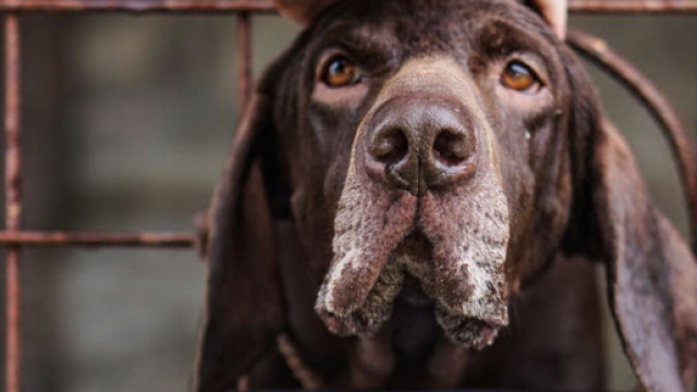 Le trafic d'animaux encoure plusieurs risques dont celui des maladies chez les animaux. Credit: Pexels/Anna Guerrero