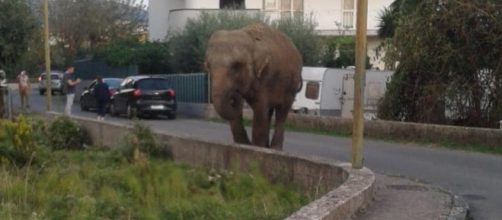 Elefante scappa dal circo e va a farsi una passeggiata: è accaduto nel napoletano