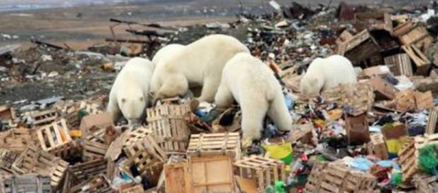 Dichiarato lo stato di emergenza sull'arcipelago russo di Novaya Zemlya per un'invasione di 52 orsi polari nelle zone abitate. Dichiarato lo stato di emergenza sull'arcipelago russo di Novaya Zemlya per un'invasione di 52 orsi polari nelle zone abitate.