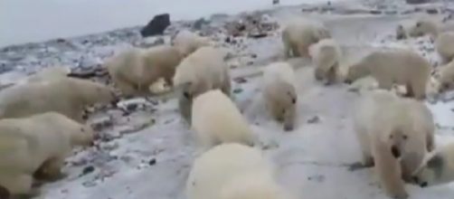 Russian archipelago Novaya Zemlya, Polar bears attacks. [Image source/#2channel YouTube video]