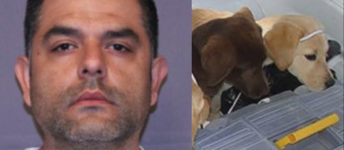 Stati Uniti, condannato veterinario: usava cuccioli per esportare droga