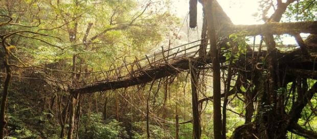 Rangthylliang, a maior ponte viva de raízes do mundo - foto por Anselmrogers Rangthylliang, a maior ponte viva de raízes do mundo - foto por Anselmrogers