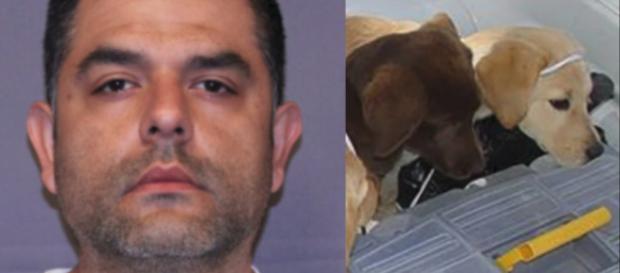 Stati Uniti, condannato veterinario: usava cuccioli per esportare droga Stati Uniti, condannato veterinario: usava cuccioli per esportare droga