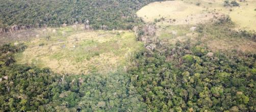 Bolsonaro vende quince millones de hectáreas del Amazonas