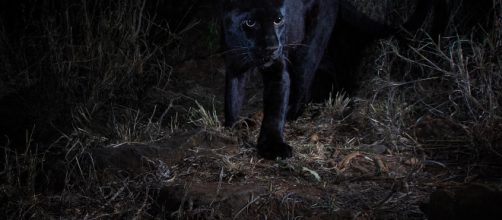 Il leopardo nero fotografato in Africa dopo 100 anni - independent.co.uk