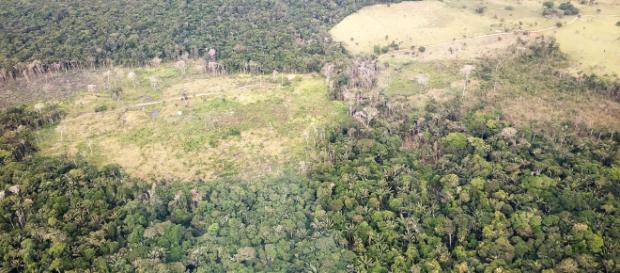 Bolsonaro vende quince millones de hectáreas del Amazonas Bolsonaro vende quince millones de hectáreas del Amazonas