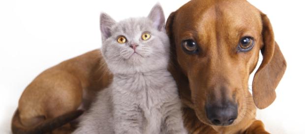 Cani e gatti inseriti nello stato di famiglia, in commissione giustizia la proposta della Brambilla. Cani e gatti inseriti nello stato di famiglia, in commissione giustizia la proposta della Brambilla.
