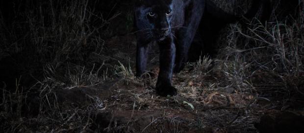 Il leopardo nero fotografato in Africa dopo 100 anni - independent.co.uk Il leopardo nero fotografato in Africa dopo 100 anni - independent.co.uk
