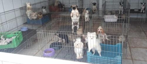 Os cães do canil serão transferidos para ONG (Divulgação/PM)