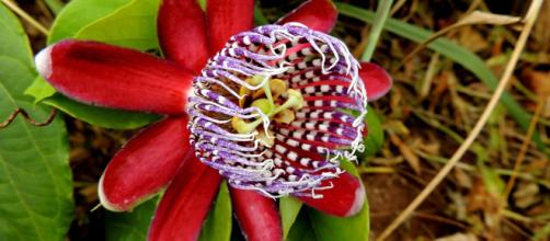 A flor de maracujá é versátil e seu chá auxilia na melhora do sono. (Foto: Pixabay)
