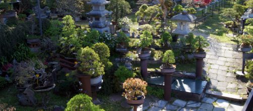 In un vivaio alle porte di Tokyo sono stati rubati sette cipressi in miniatura, bonsai di enorme valore allevati come figli.