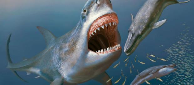 Megalodon-Megalodonte-Francesca-Reinero - Francesca Romana Reinero - francescareinero.it Megalodon-Megalodonte-Francesca-Reinero - Francesca Romana Reinero - francescareinero.it