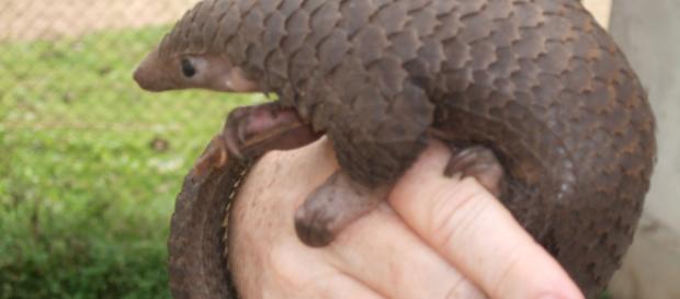 El pangolin, el único mamífero con escamas El pangolin, el único mamífero con escamas