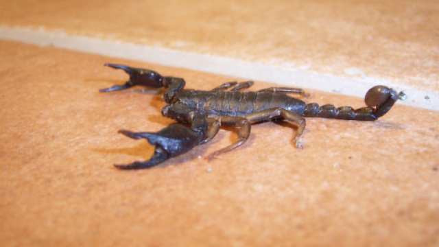 Scorpione a bordo di un aereo di linea in Indonesia