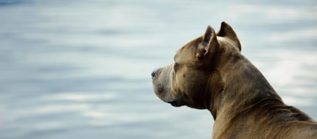 Hay algunas razas de perro que son potencialmente peligrosas Hay algunas razas de perro que son potencialmente peligrosas