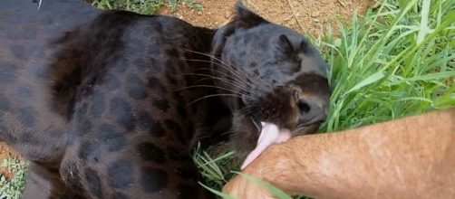 A black leopard licks the hand of The Lion Whisperer, Kevin Richardson. [Image The Lion Whisperer/YouTube]
