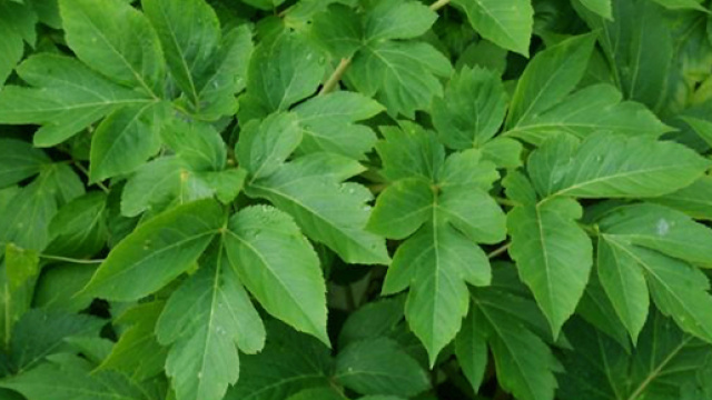 La pianta giapponese che allunga la vita: di cosa si tratta