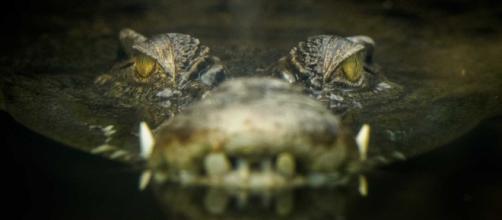 Crocodilo gigante já matou 300 pessoas e é conhecido como "demônio" na África (Foto: Banco de Dados)