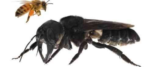 Maior abelha do mundo é encontrada por pesquisadores (Reprodução)