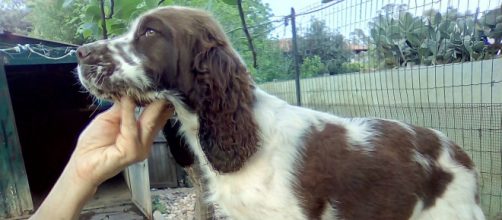 Allevamento Springer Spaniel Inglese - altervista.org