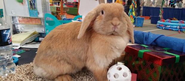 The Long Island Pet Expo features a large array of cute creatures. / Image via Dennis and Karen Garetano, used with permission. The Long Island Pet Expo features a large array of cute creatures. / Image via Dennis and Karen Garetano, used with permission.