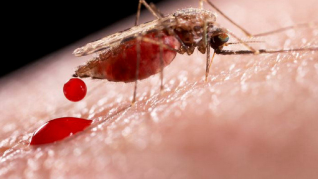 Zanzare: invasione in Italia per il caldo anomalo