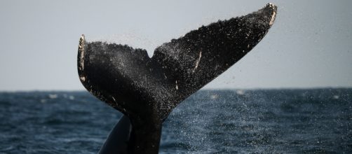 Caccia alle balene: l'Islanda ne ucciderà più di 2mila in 5 anni
