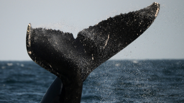 Caccia alle balene: l'Islanda ne uccider&agrave; pi&ugrave; di 2mila in 5 anni
