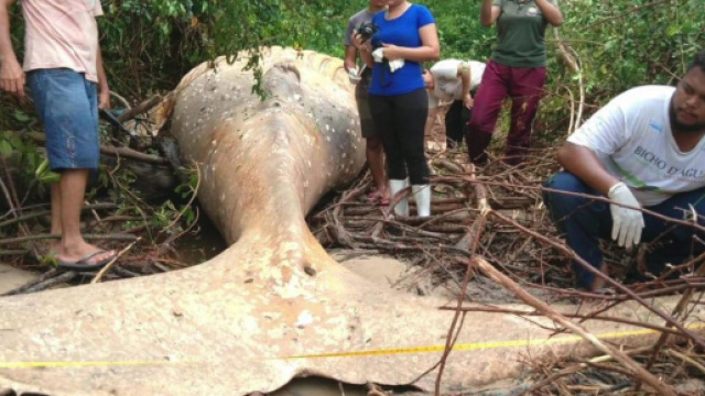 Biologists Are Baffled As To How A Humpback Whale Ended Up In The ... - wbir.com
