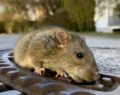 Fat rat stuck in manhole in Germany saved by animal rescue