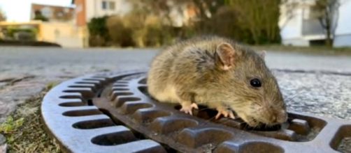 A fat sewer rate got stuck in a hole in a manhole cover and needed rescue. [Image Berufstierrettung Rhein Neckar/YouTube]