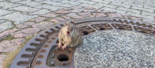 'Fat Rat': in Germania un topo troppo grasso è rimasto intrappolato in un tombino ed è stato salvato dai vigili del fuoco.