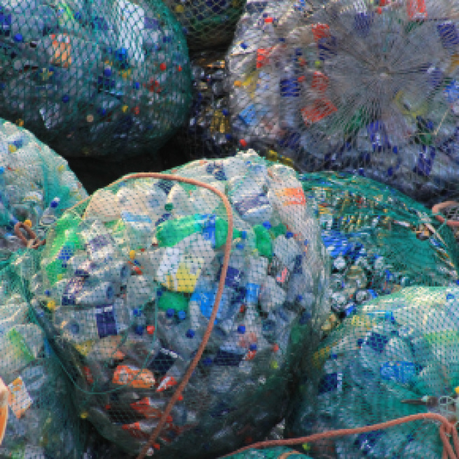Fotos gratis : naturaleza, el plastico, mascota, vistoso ... - pxhere.com
