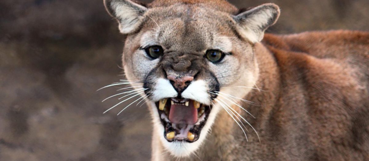 Runner 2025 uccide puma