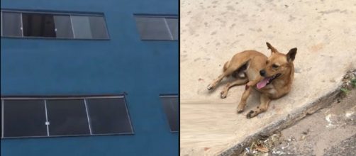 Cachorro arremessado de prédio no DF (Reprodução Metrópole/Youtube)