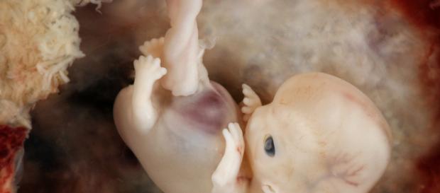 El crecimiento del feto en el útero de la madre. - agenciasinc.es El crecimiento del feto en el útero de la madre. - agenciasinc.es