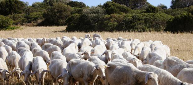 Lotta dei pastori per il prezzo del latte nelle campagne e nelle città sarde Lotta dei pastori per il prezzo del latte nelle campagne e nelle città sarde