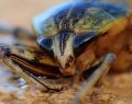 Zoo will name a cockroach after your ex and feed it to its meerkats on Valentine’s Day