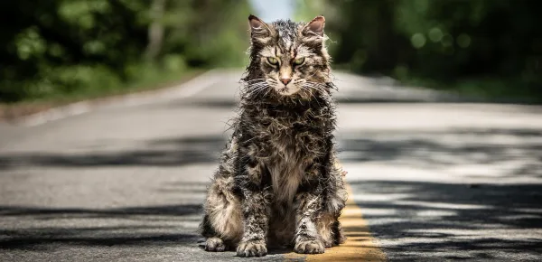 New trailer released for Stephen King's "Pet Sematary" - CBS News - cbsnews.com