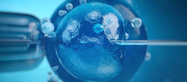 Fecundació in vitro ayuda a las parejas infértiles a tener hijos. - cirh.es Fecundació in vitro ayuda a las parejas infértiles a tener hijos. - cirh.es