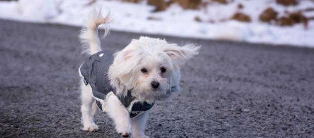 La nieve y el frío puede enfermar a los perros durante la temporada invernal. - pxhere.com La nieve y el frío puede enfermar a los perros durante la temporada invernal. - pxhere.com