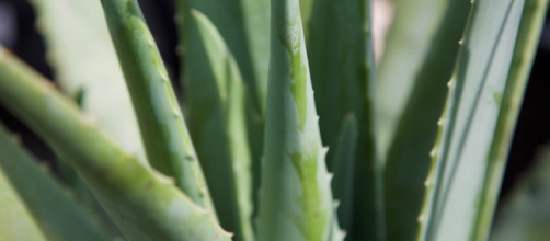 L'aloe vera, géni de l"hydratation