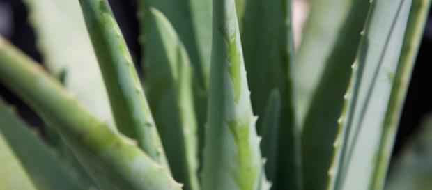 L'aloe vera, géni de l"hydratation L'aloe vera, géni de l"hydratation
