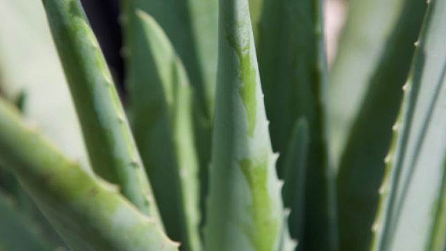 L'aloe vera, géni de l"hydratation