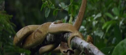 Jararaca-ilhoa, espécie de serpente que é a única moradora da Ilha (Arquivo Blasting News)