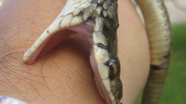 Palermo, uomo morso da una vipera